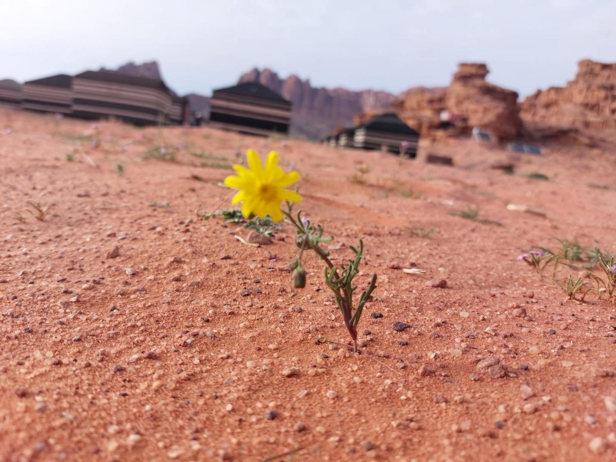 Hotel Bedouin Future Camp Wadi Rum Exteriér fotografie