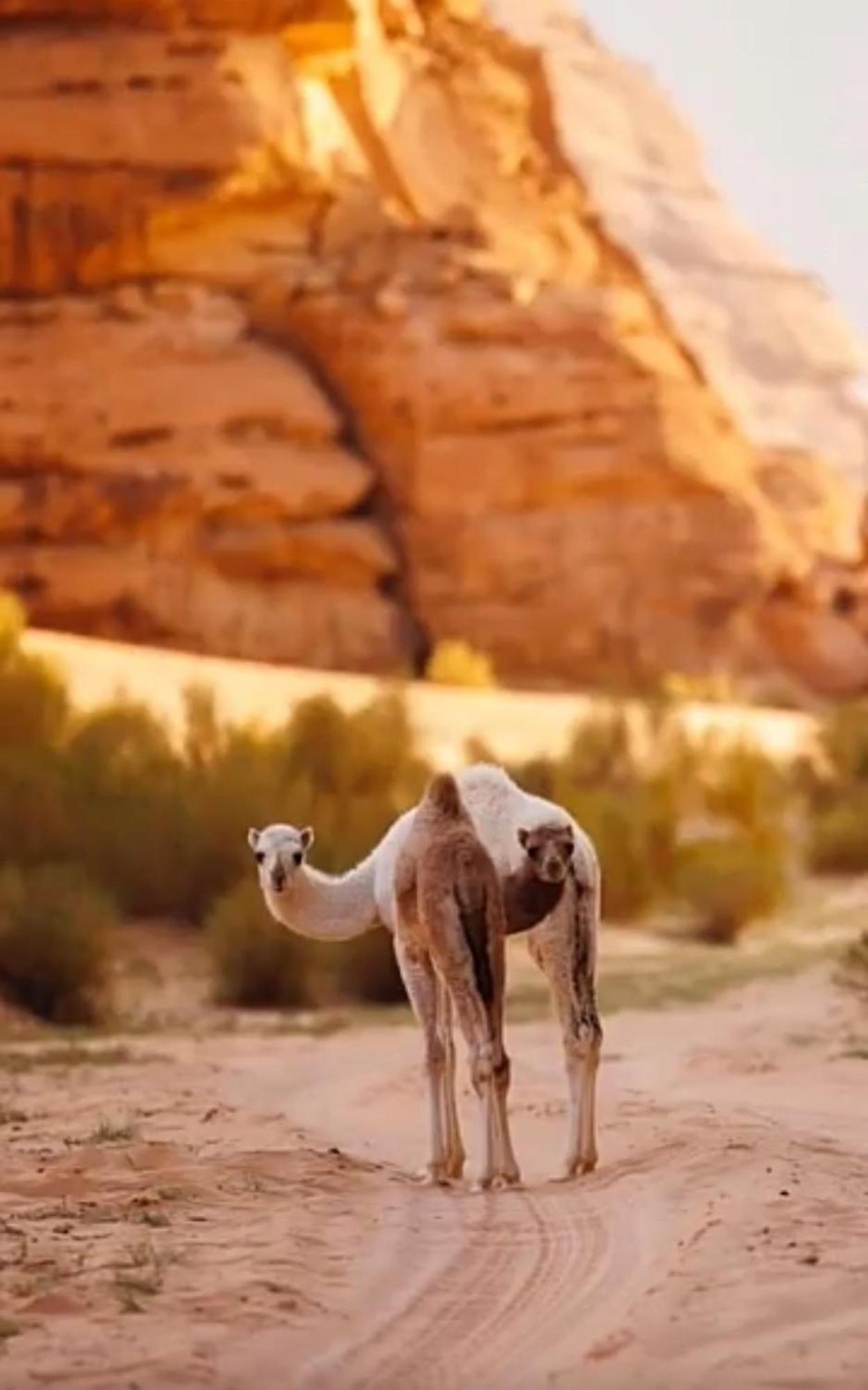 Hotel Bedouin Future Camp Wadi Rum Exteriér fotografie